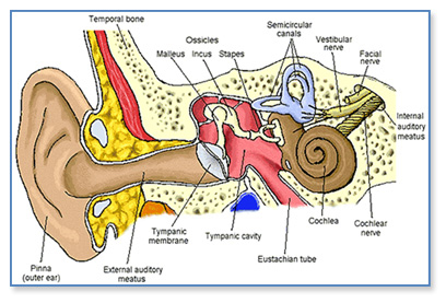 Stapes – Functions, Location, Anatomy, & Diagram