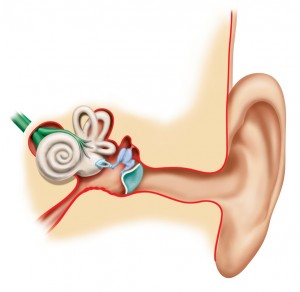 inner ear