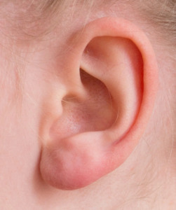 The Anatomy of the Outer Ear
